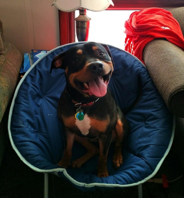 20+ тварин, які ще вчора були бездомними, а сьогодні знайшли родину