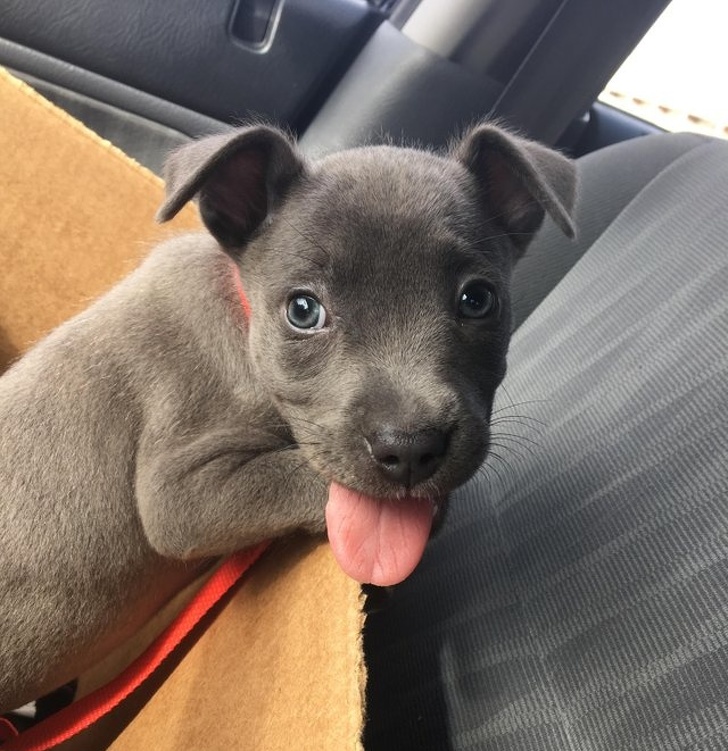 20+ тварин, які ще вчора були бездомними, а сьогодні знайшли родину