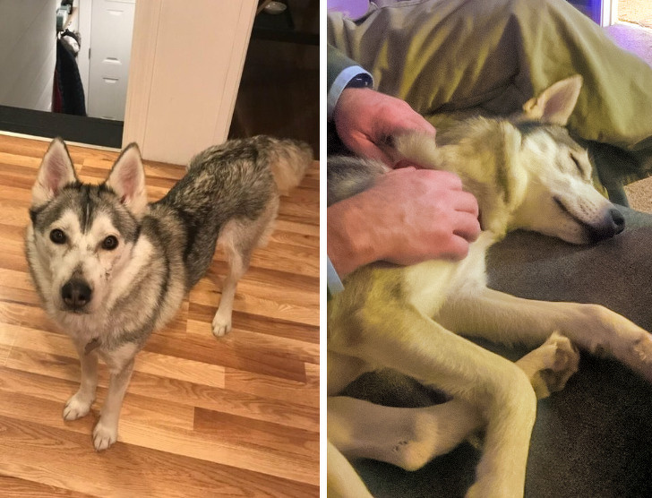 20+ тварин, які ще вчора були бездомними, а сьогодні знайшли родину