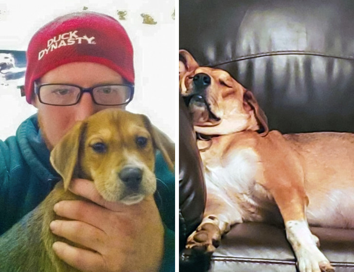 20+ тварин, які ще вчора були бездомними, а сьогодні знайшли родину