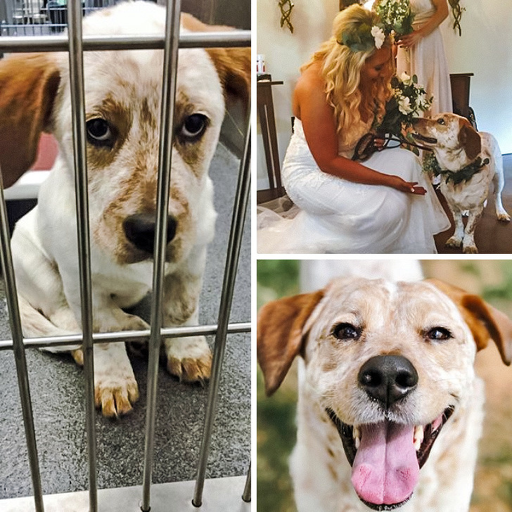 20+ тварин, які ще вчора були бездомними, а сьогодні знайшли родину