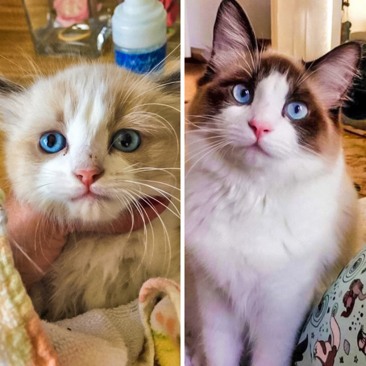 20+ тварин, які ще вчора були бездомними, а сьогодні знайшли родину