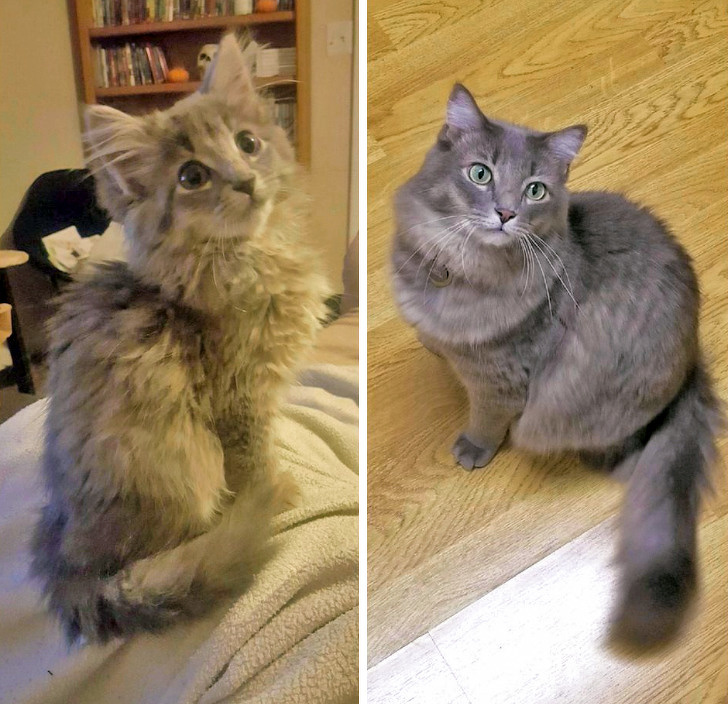 20+ тварин, які ще вчора були бездомними, а сьогодні знайшли родину