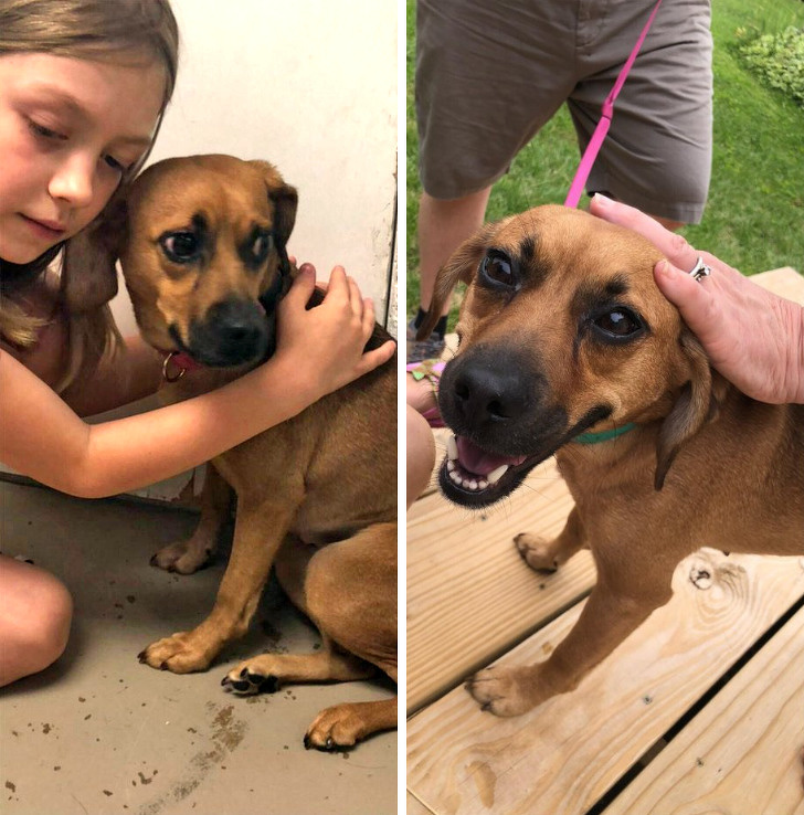 20+ тварин, які ще вчора були бездомними, а сьогодні знайшли родину