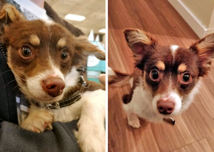 20+ тварин, які ще вчора були бездомними, а сьогодні знайшли родину