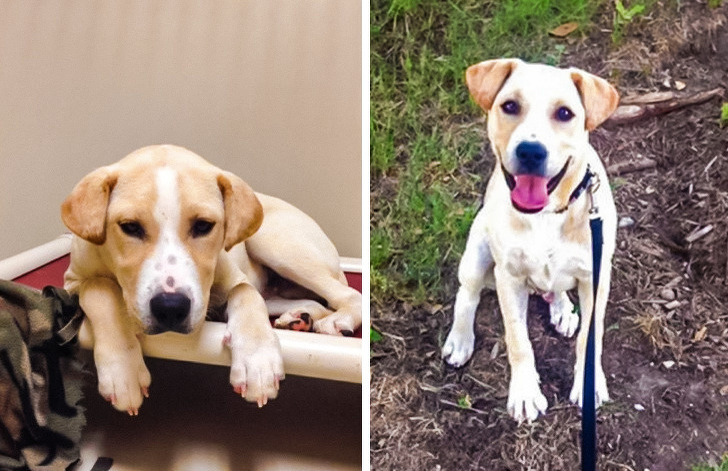 20+ тварин, які ще вчора були бездомними, а сьогодні знайшли родину