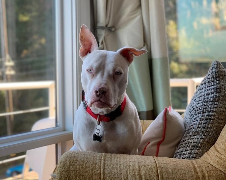 20+ тварин, які ще вчора були бездомними, а сьогодні знайшли родину