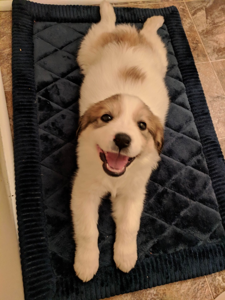 20+ тварин, які ще вчора були бездомними, а сьогодні знайшли родину