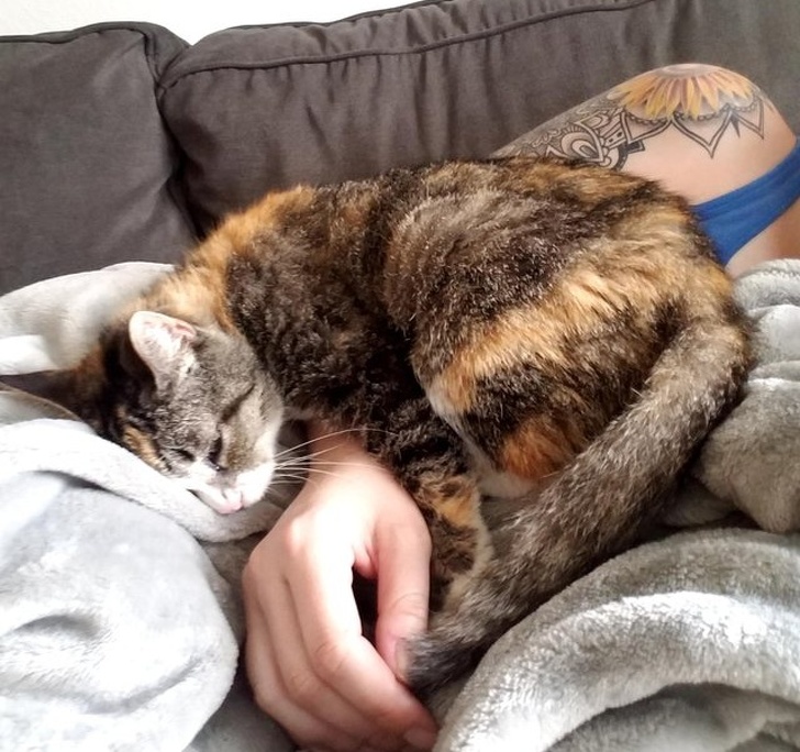 20+ тварин, які ще вчора були бездомними, а сьогодні знайшли родину