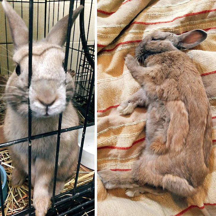 20+ тварин, які ще вчора були бездомними, а сьогодні знайшли родину