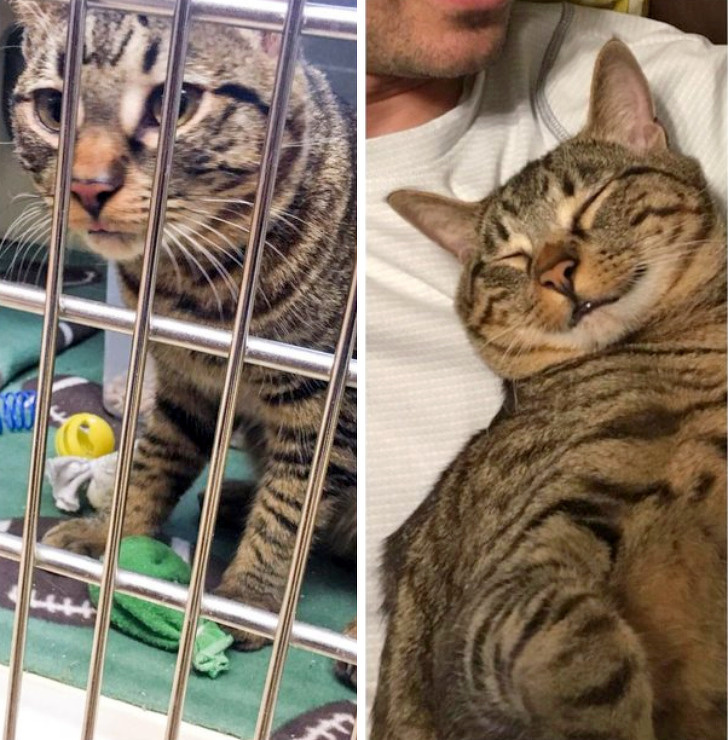 20+ тварин, які ще вчора були бездомними, а сьогодні знайшли родину