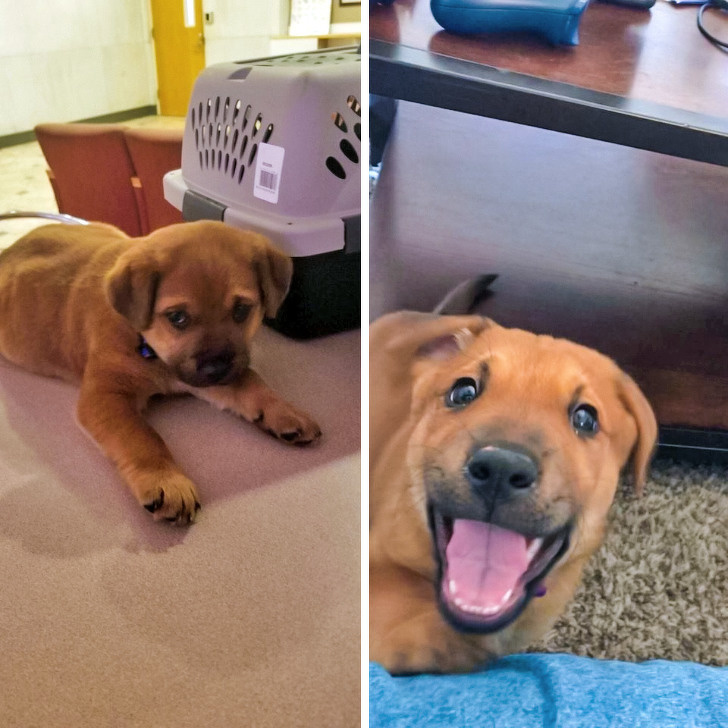 20+ тварин, які ще вчора були бездомними, а сьогодні знайшли родину