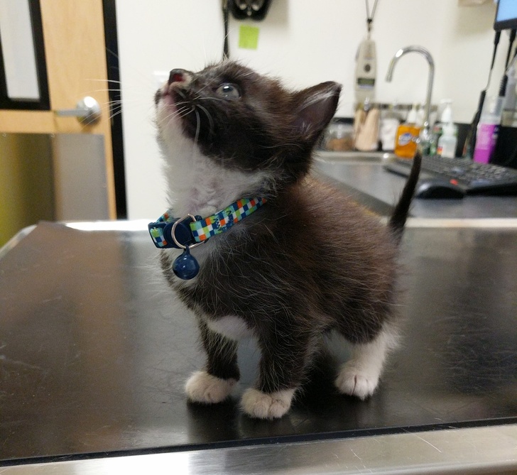 20+ тварин, які ще вчора були бездомними, а сьогодні знайшли родину