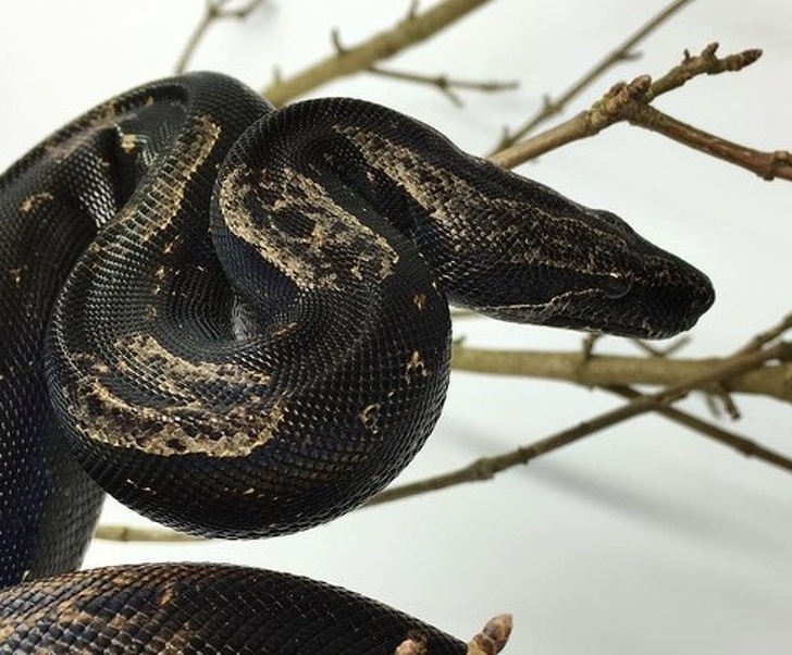 20 тварин, які зірвали джекпот в генетиці