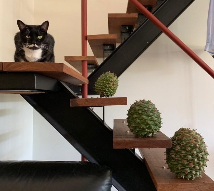 20 тварин, які зірвали джекпот в генетиці