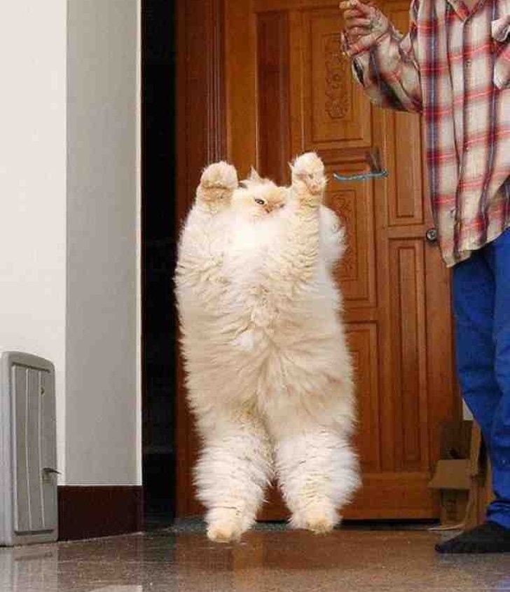 20 тварин, які зірвали джекпот в генетиці