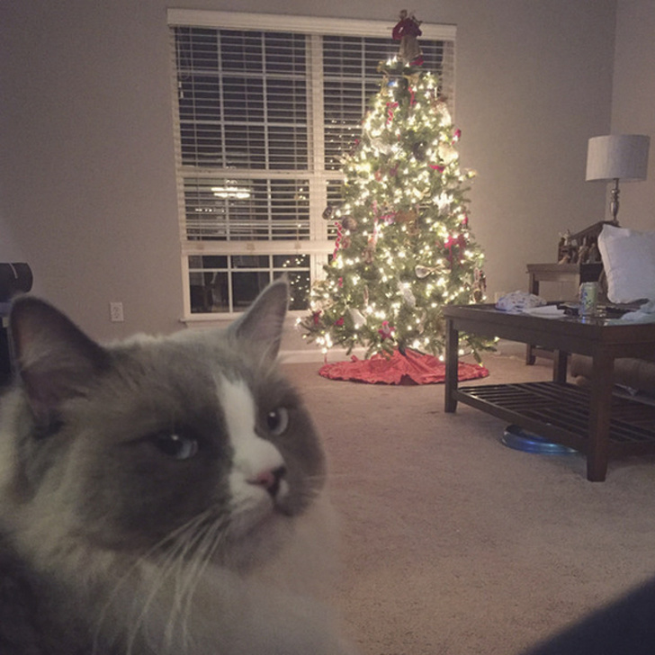 20+ тварин, які змусять вас відчути атмосферу Нового року вже зараз