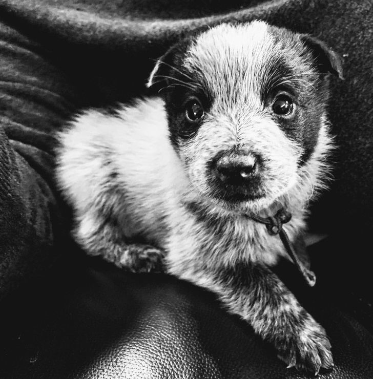 20+ тварин, які змусять вас відчути атмосферу Нового року вже зараз