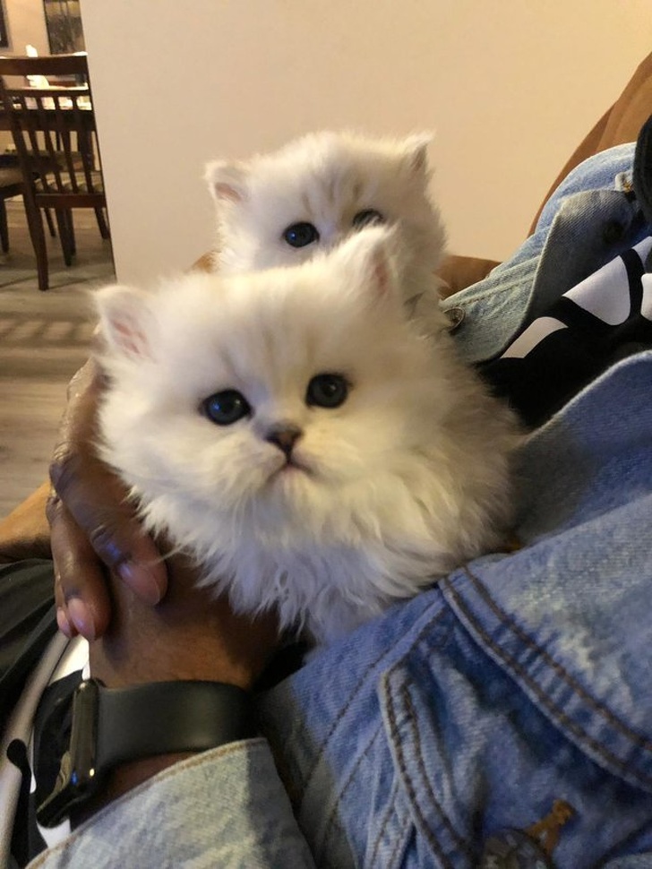 20+ тварин, які змусять вас відчути атмосферу Нового року вже зараз