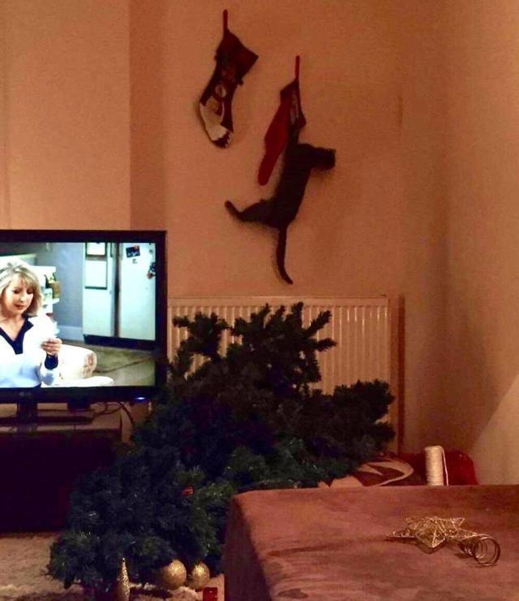 20+ тварин, які змусять вас відчути атмосферу Нового року вже зараз