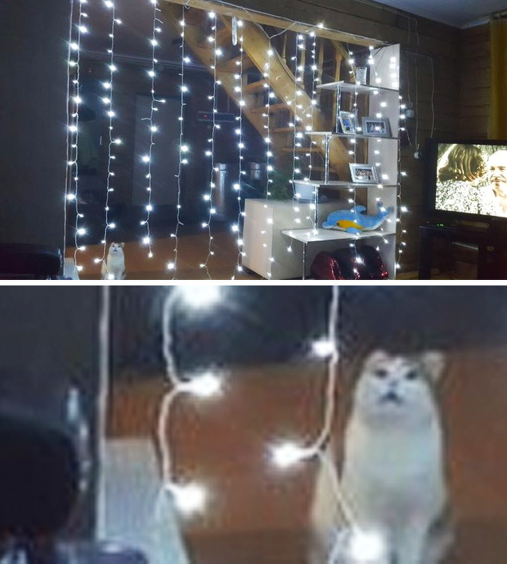 20+ тварин, які змусять вас відчути атмосферу Нового року вже зараз