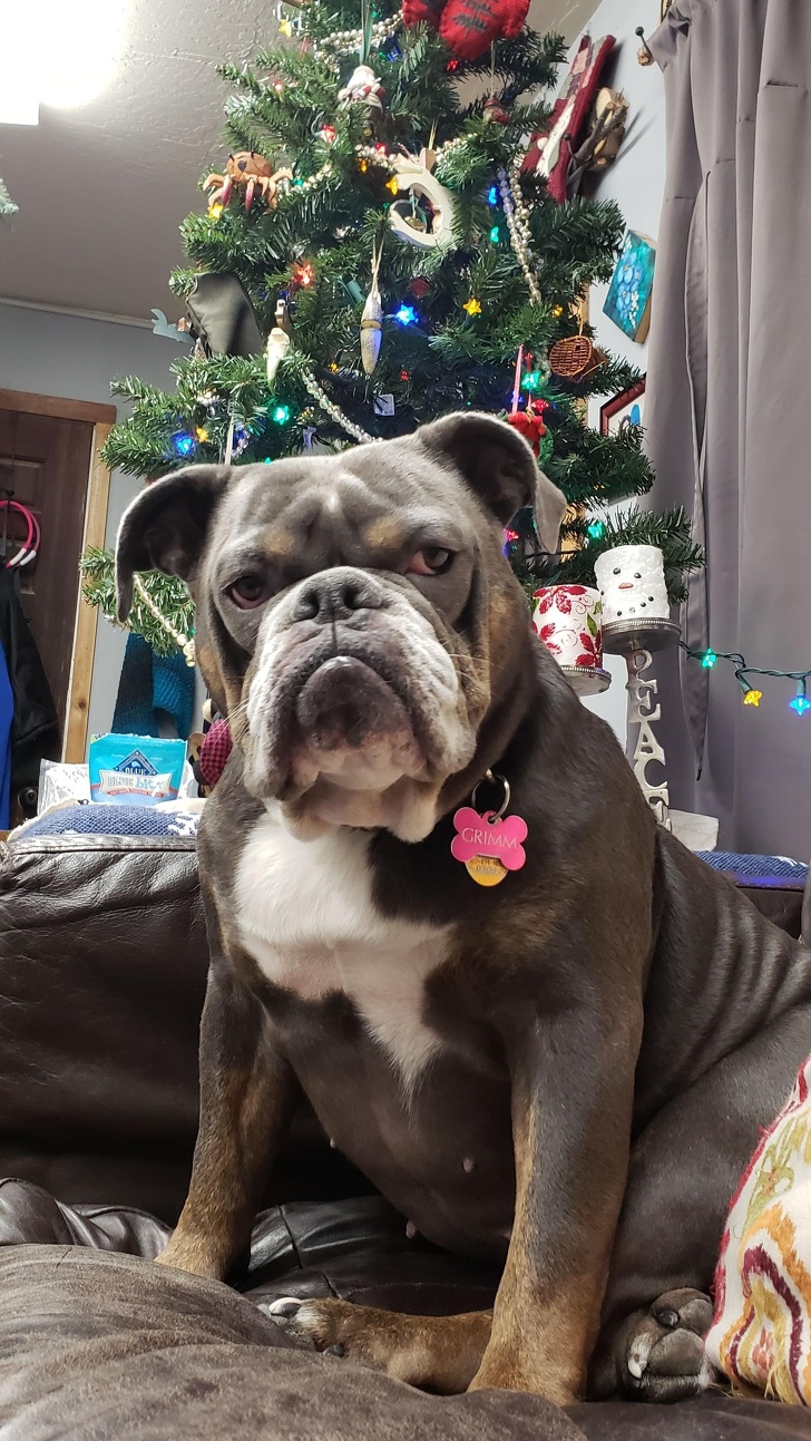 20+ тварин, які змусять вас відчути атмосферу Нового року вже зараз