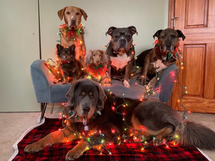 20+ тварин, які змусять вас відчути атмосферу Нового року вже зараз