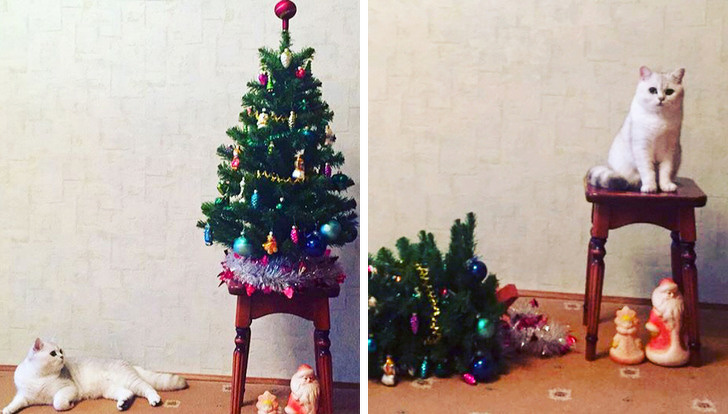 20+ тварин, які змусять вас відчути атмосферу Нового року вже зараз