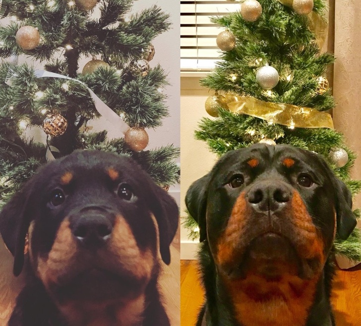 20+ тварин, які змусять вас відчути атмосферу Нового року вже зараз