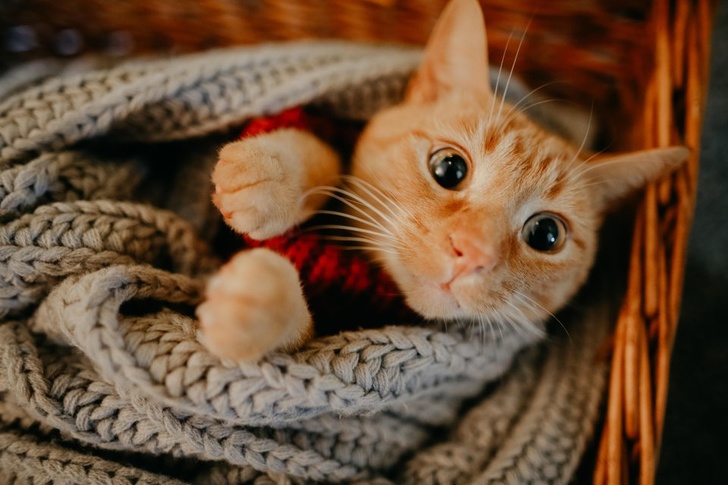 20+ тварин, які змусять вас відчути атмосферу Нового року вже зараз