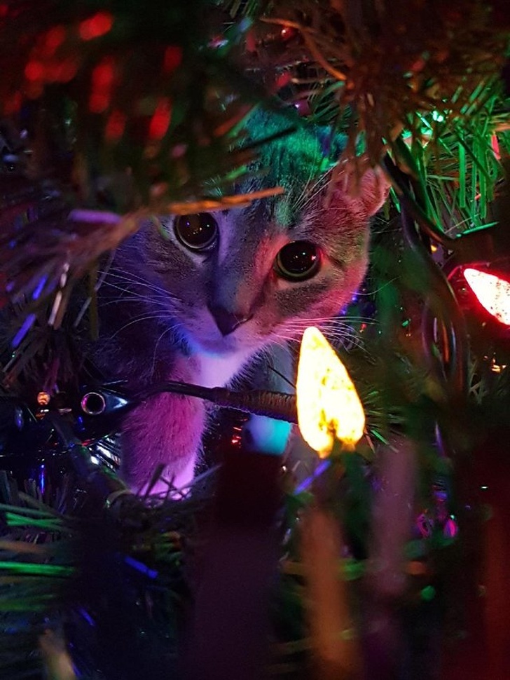20+ тварин, які змусять вас відчути атмосферу Нового року вже зараз