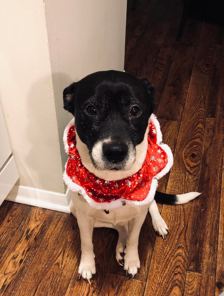 20+ тварин, які змусять вас відчути атмосферу Нового року вже зараз