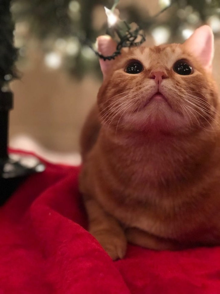 20+ тварин, які змусять вас відчути атмосферу Нового року вже зараз