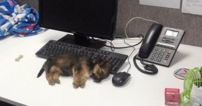 20 тварин, які знають, що робота — це не головне