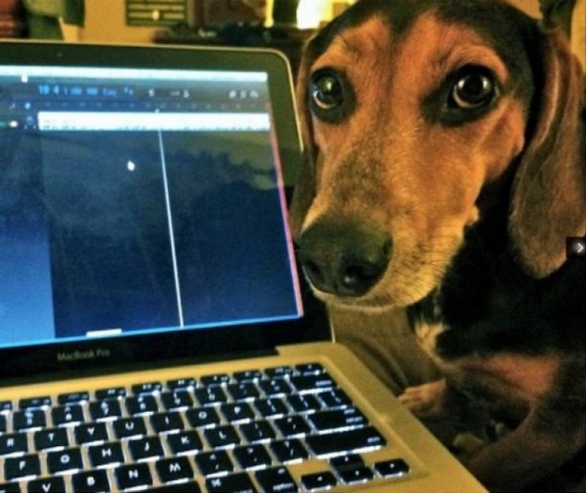 20 тварин, які знають, що робота — це не головне