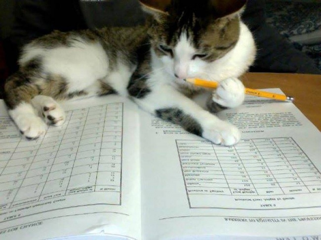 20 тварин, які знають, що робота — це не головне