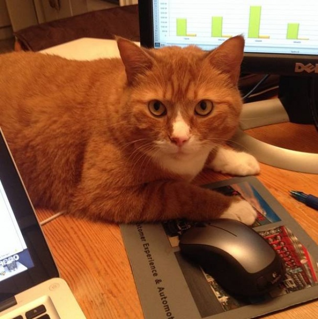 20 тварин, які знають, що робота — це не головне