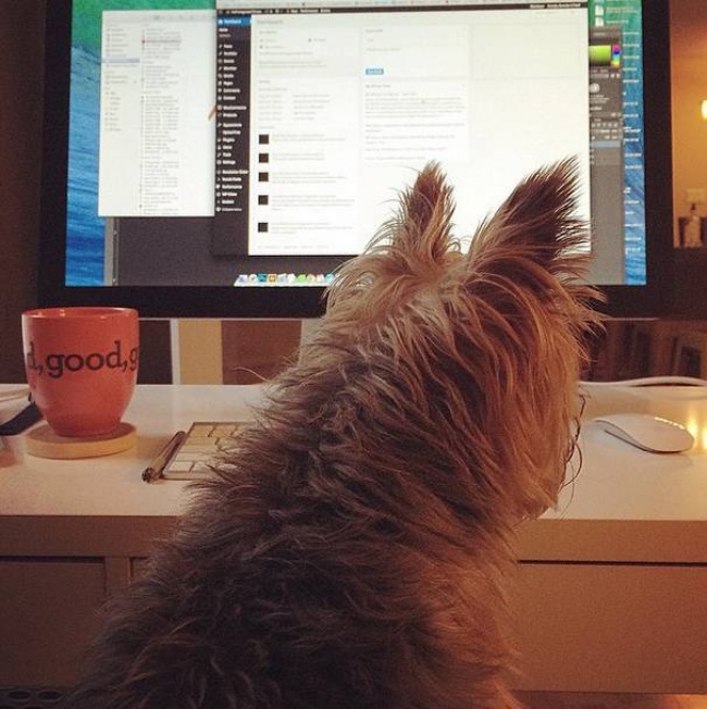 20 тварин, які знають, що робота — це не головне