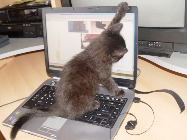 20 тварин, які знають, що робота — це не головне