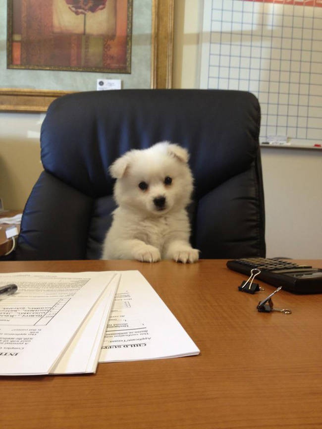 20 тварин, які знають, що робота — це не головне