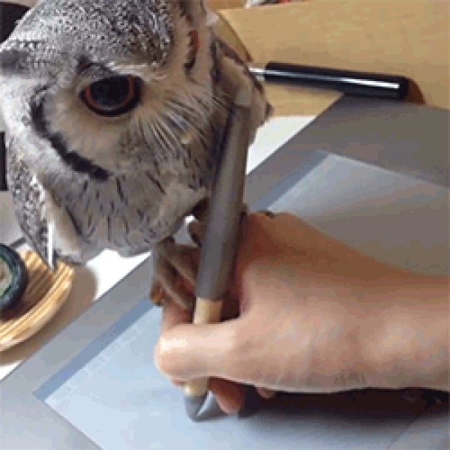 20 тварин, які знають, що робота — це не головне