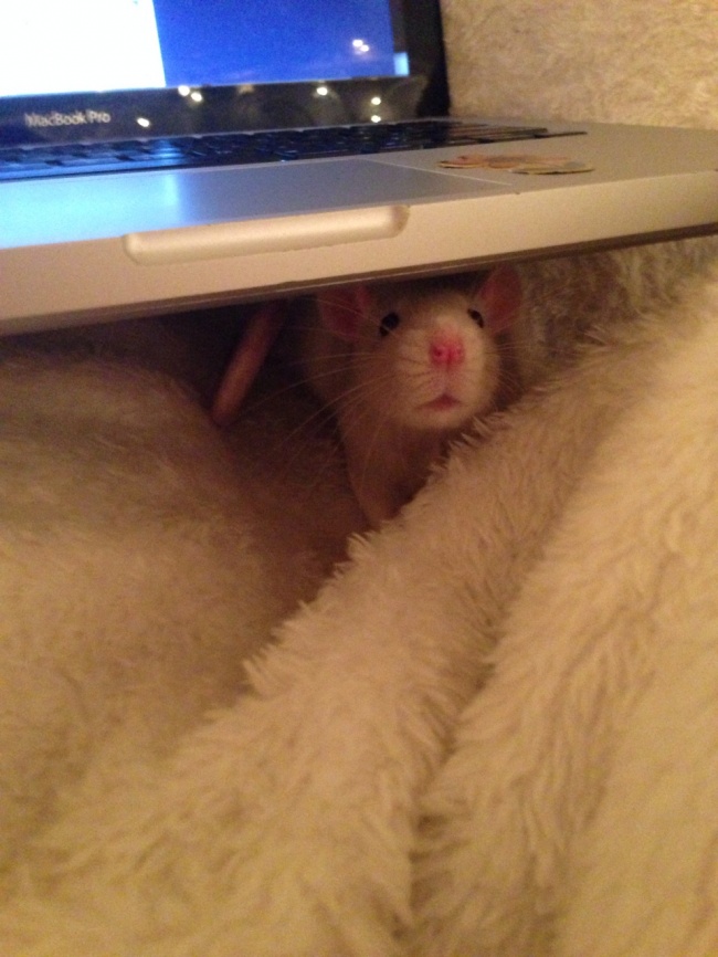 20 тварин, які знають, що робота — це не головне