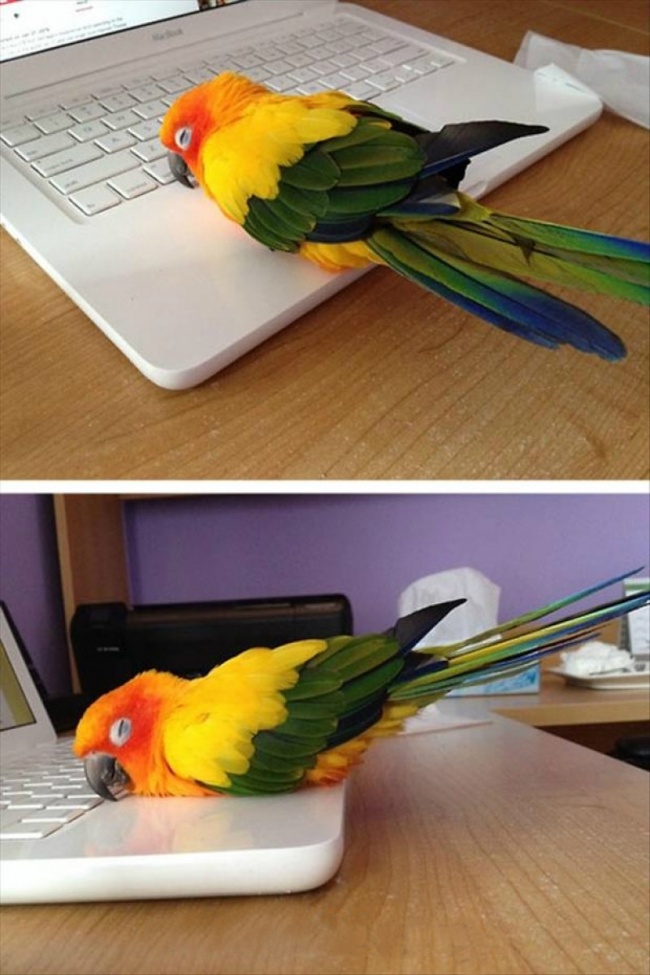 20 тварин, які знають, що робота — це не головне