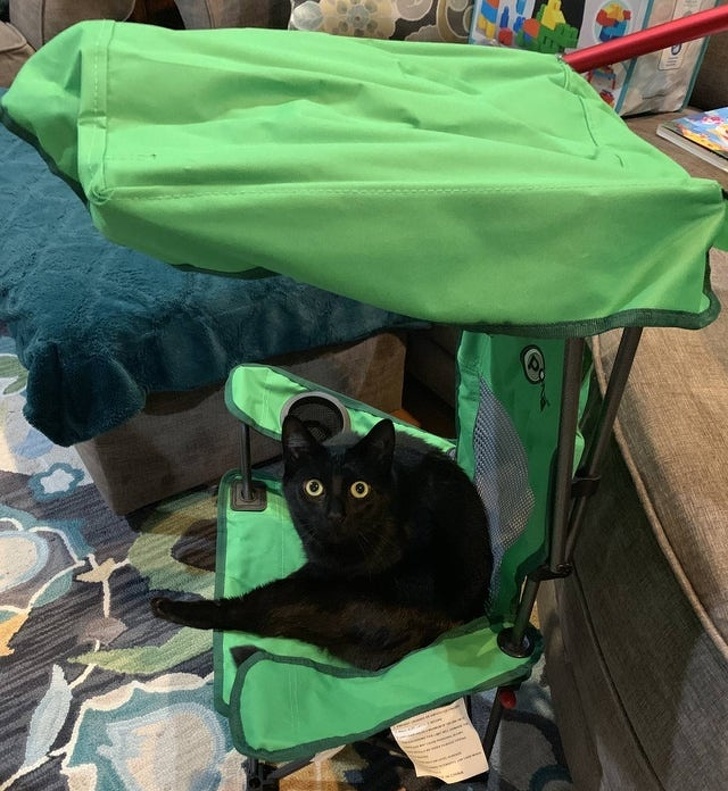 20+ тварин, які знають, як ефектно зайняти будь-яке місце (І у вашому серці теж)