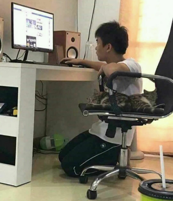 20+ тварин, які знають, як ефектно зайняти будь-яке місце (І у вашому серці теж)