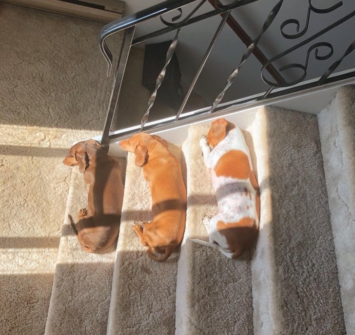 20+ тварин, які знають, як ефектно зайняти будь-яке місце (І у вашому серці теж)