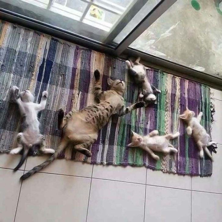 20+ тварин, які знають, як ефектно зайняти будь-яке місце (І у вашому серці теж)