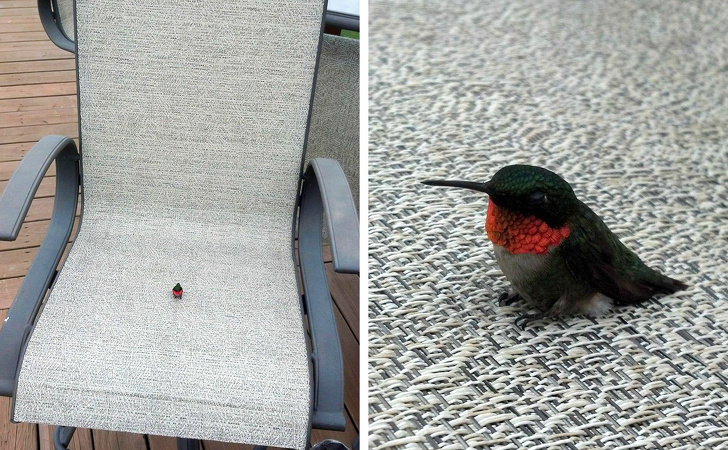 20+ тварин, які знають, як ефектно зайняти будь-яке місце (І у вашому серці теж)