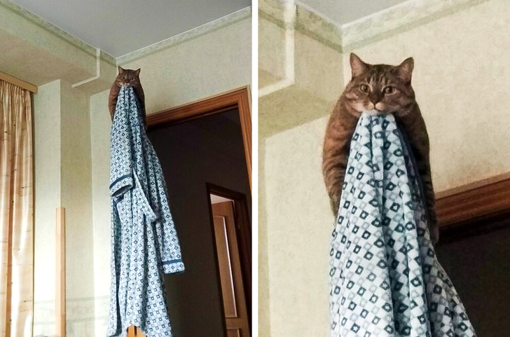 20+ тварин, які знають, як ефектно зайняти будь-яке місце (І у вашому серці теж)