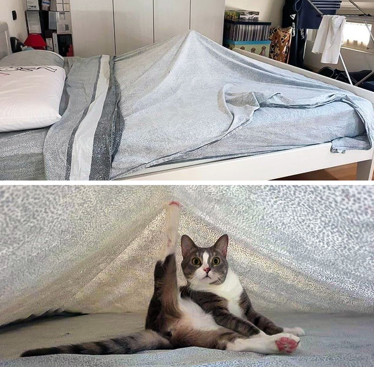 20+ тварин, які знають, як ефектно зайняти будь-яке місце (І у вашому серці теж)